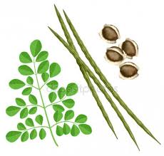 moringa.jpg