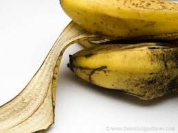 banana peel.jpg