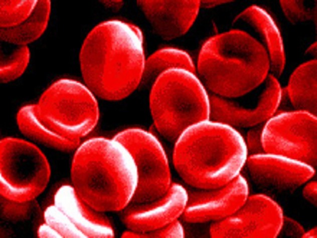 red blood cells.jpg