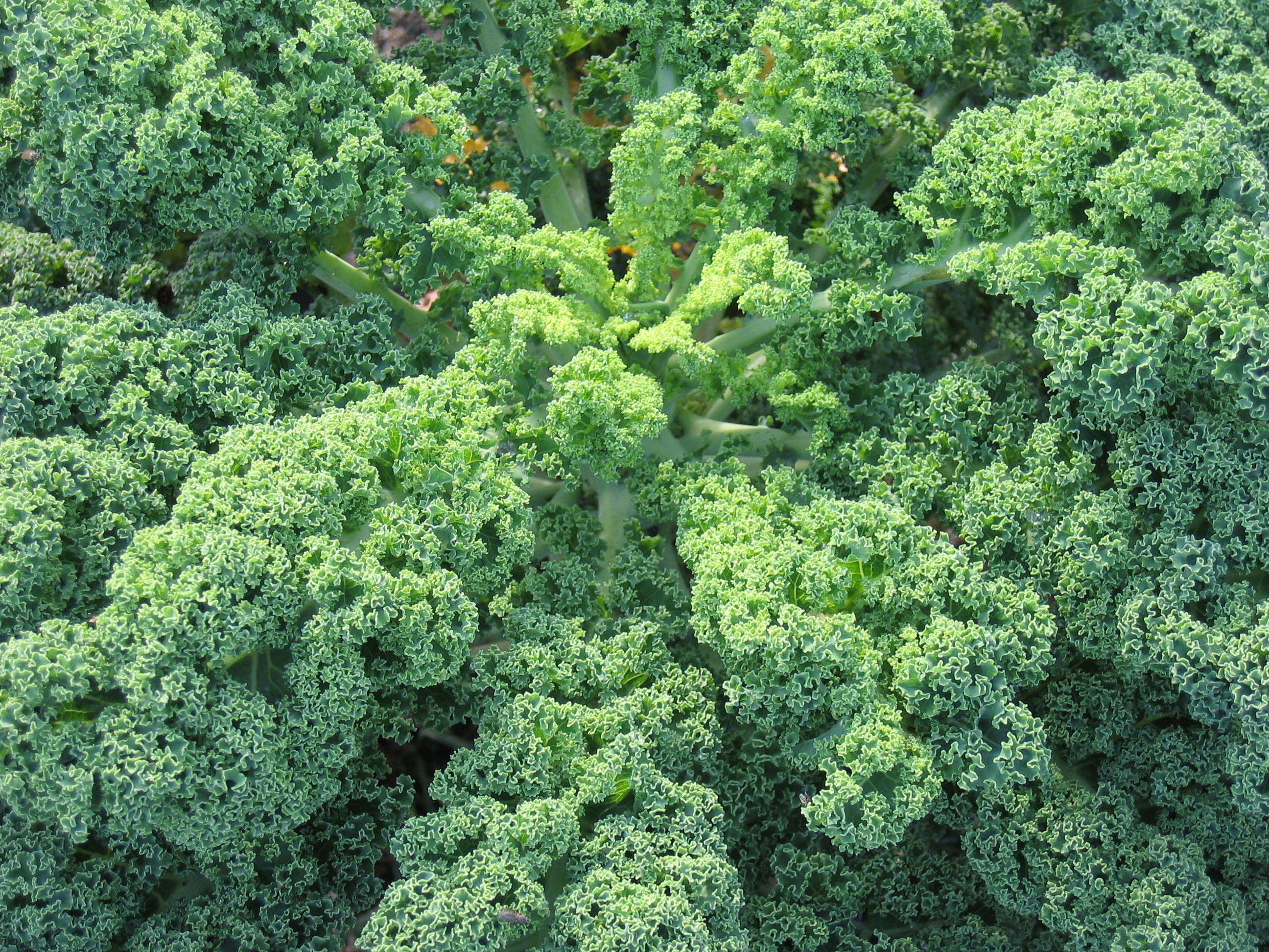 Raw-Kale.jpg