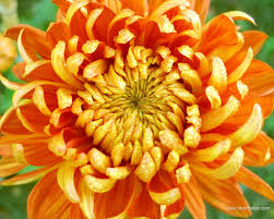 chrysanthemum.jpg