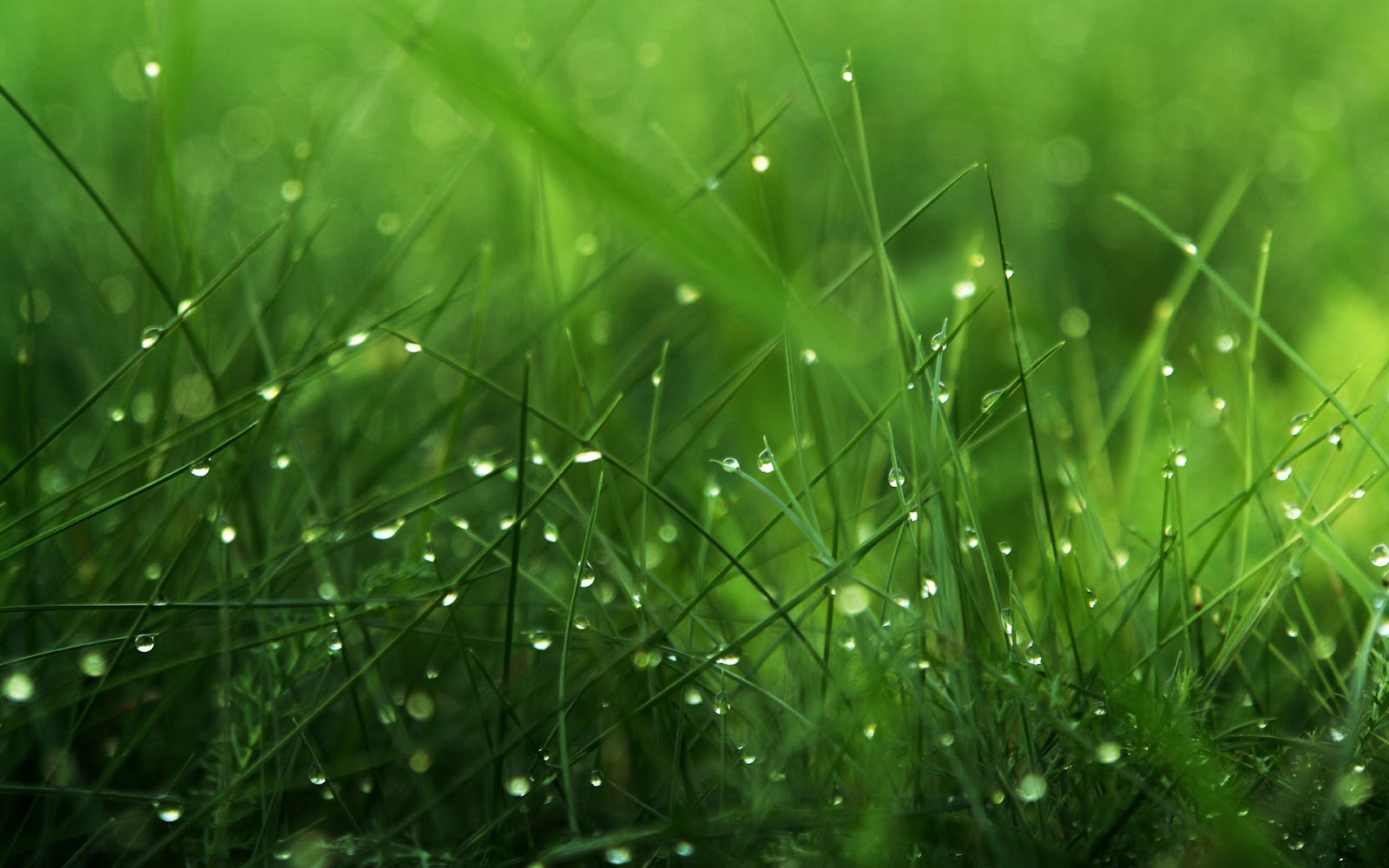 dew_grass1.jpg