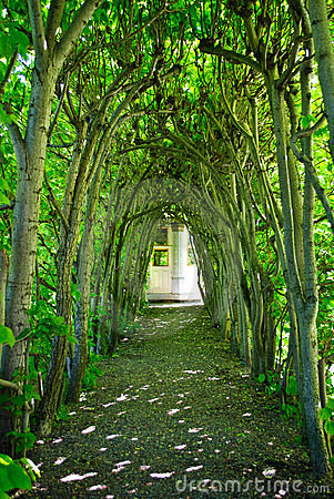green-tree-archway-14468089.jpg