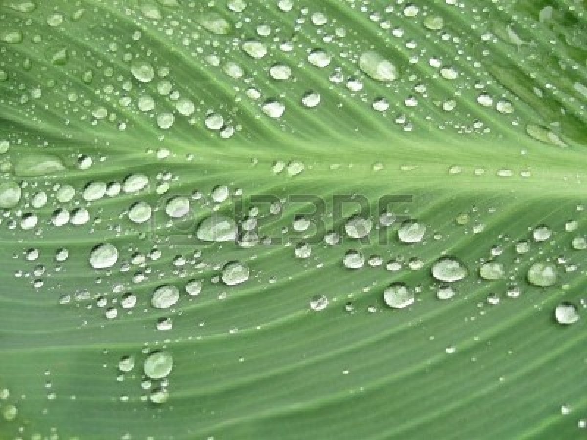 drops-on-the-big-green-leaf.jpg