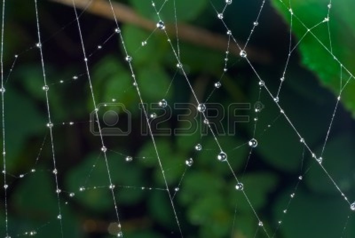 a web after rain....jpg