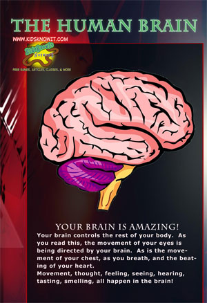 human-brain-poster.jpg