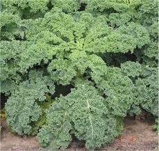 wonderful kale.jpg