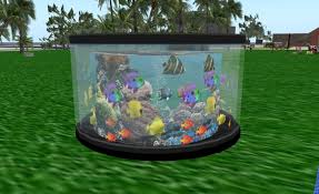 clean fish tank.jpg