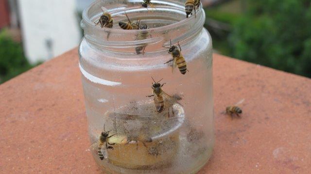 wasp trap summer 2014 113.jpg