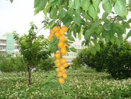 apricot trees.jpg