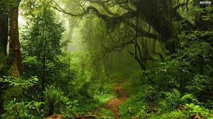 green forest.jpg