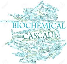 biochemical cascade.jpg