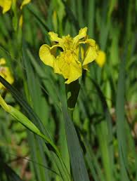 yellow iris.jpg