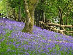 bluebells and memories.jpg