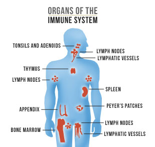 immune-system101-2-1.jpg