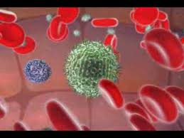 immune system and killer cells.jpg