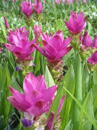 turmeric plant.jpg