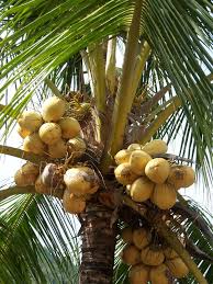 coconuts!.jpg