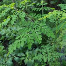 moringa leaves.jpg